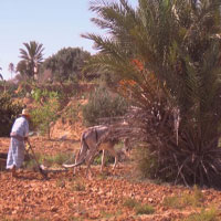 L'avenir de l'agriculture traditionnelle d�battu � Djerba