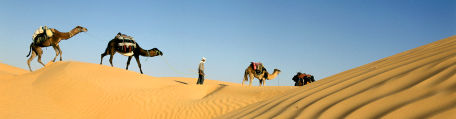 Une caravane de dromadaires dans le désert tunisien